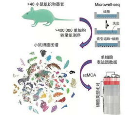 全球首张哺乳动物细胞图谱诞生 由浙大80后教授及团队绘制